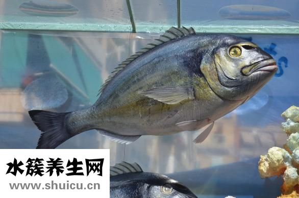 下循環(huán)魚缸怎么換水