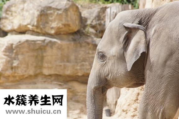 乳癖病怎么治療