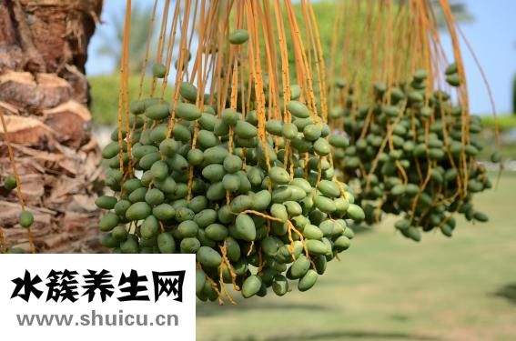 冬天吊蘭怎么養