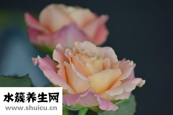 公雞打鳴怎么叫