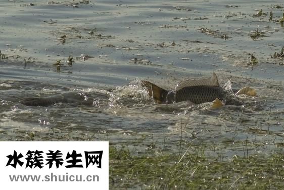 體內(nèi)濕邪重怎么辦