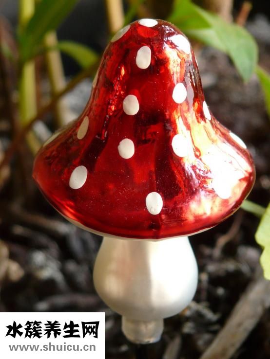 涼拌木耳怎么做好吃