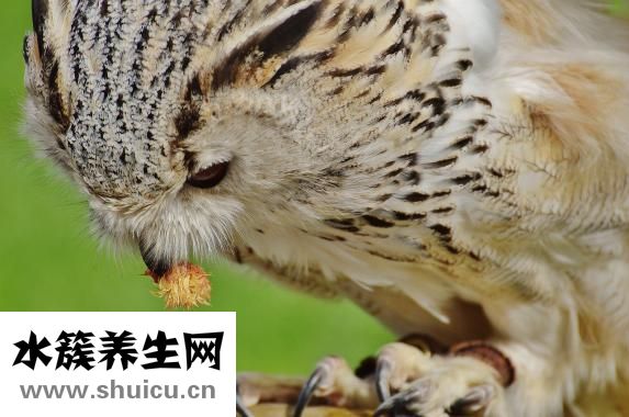 養狗身上癢怎么辦