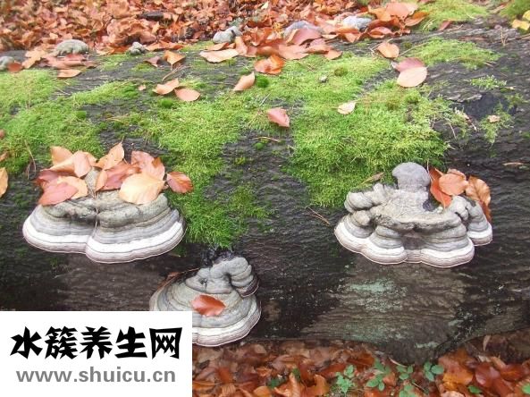 吉娃娃拉稀怎么回事