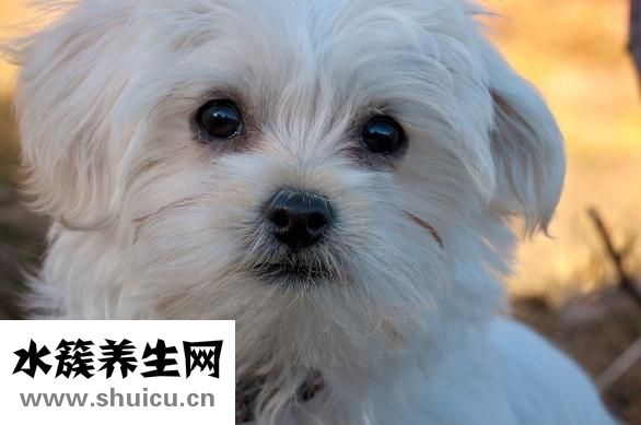 兩只狗狗打架怎么辦