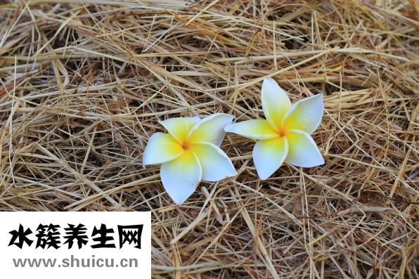 廚房沖著門口怎么辦