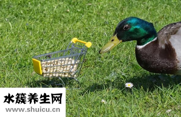 涼拌調料怎么調