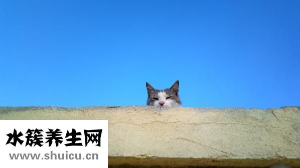 養狗身上癢怎么辦