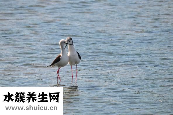 嚴(yán)重脫水怎么補(bǔ)能量