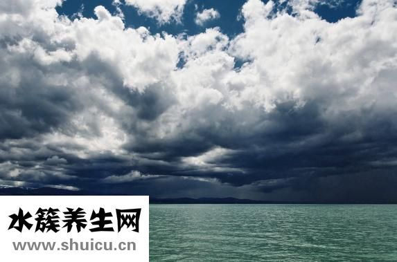 三蛇酒怎么搭配