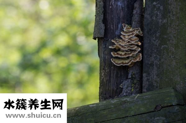 涼拌木耳怎么做好吃