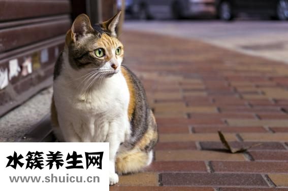 三色指甲油怎么涂