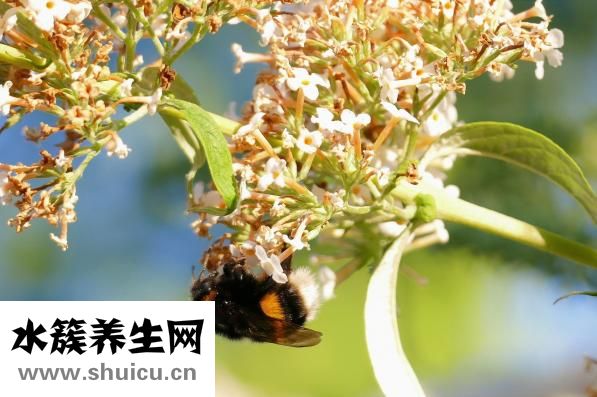 喝完酒老是吐怎么辦