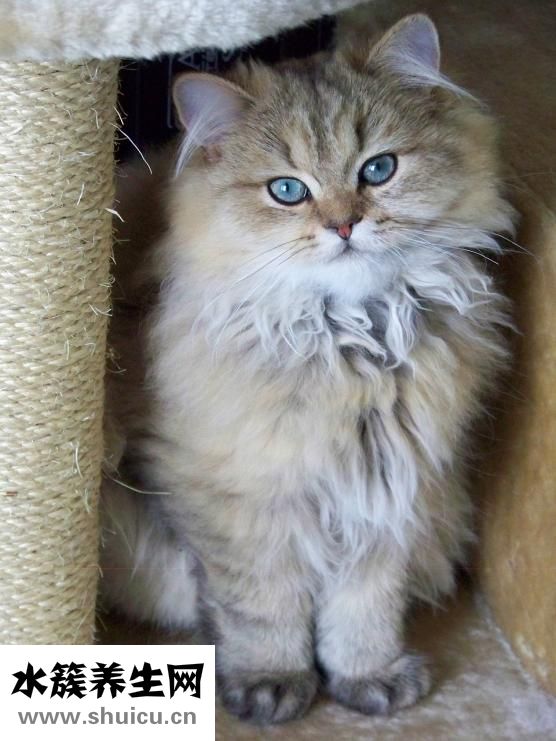 喜寶禁止進口怎么辦