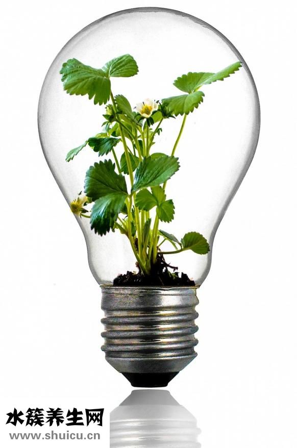 七彩繁殖水霉怎么辦