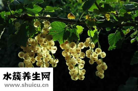 人胎盤怎么做湯