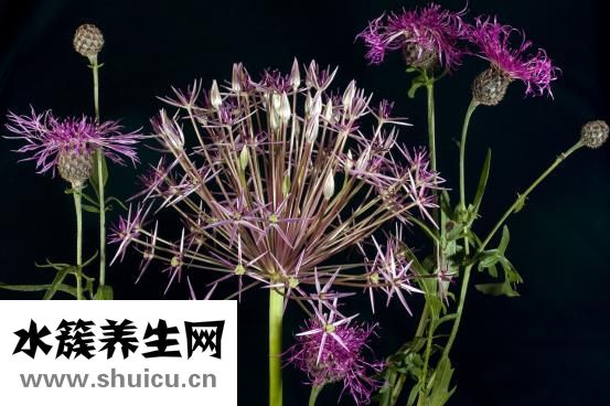 雙面葉子花怎么織