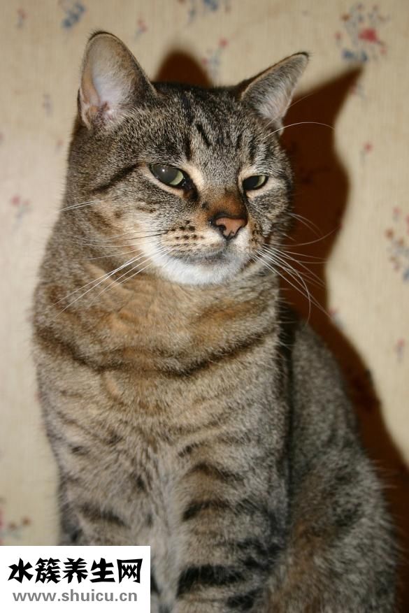 養狗身上癢怎么辦