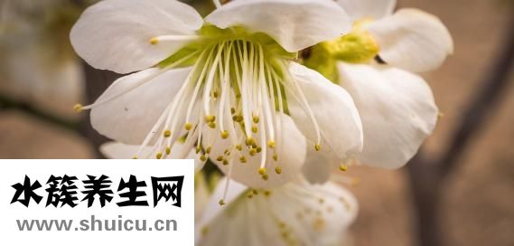 乳房平平的怎么辦