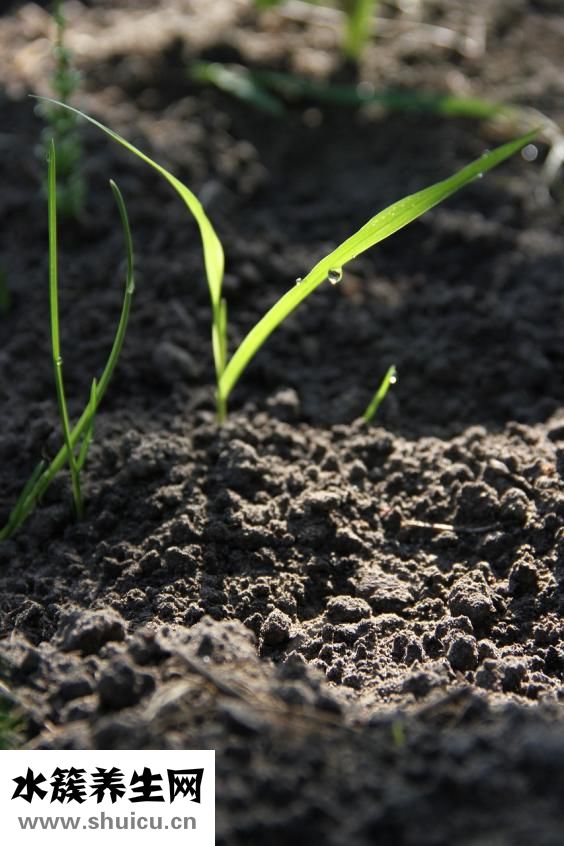 包菜飯怎么做好吃吃