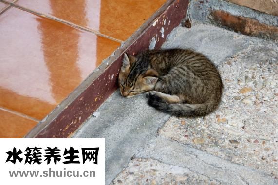 哺乳豬消瘦怎么回事