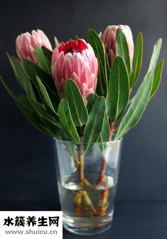 叉花瓶怎么維護(hù)