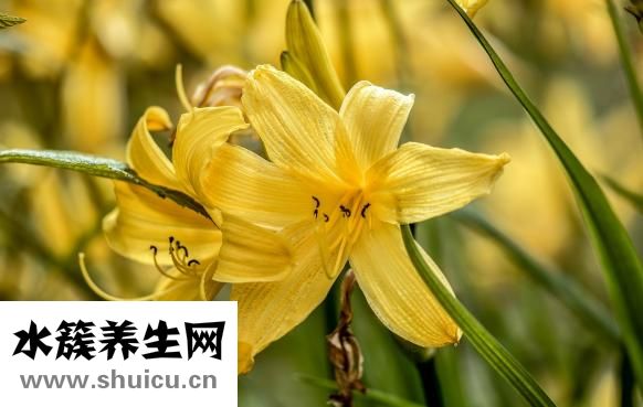 上火咳嗽怎么食療