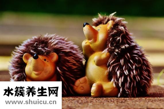 刺猬腿傷了怎么辦