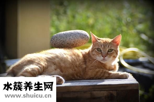 養狗身上癢怎么辦