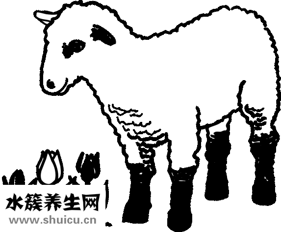 吃羊肉發燒怎么辦