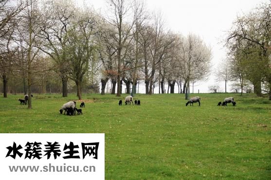 吃羊肉發燒怎么辦