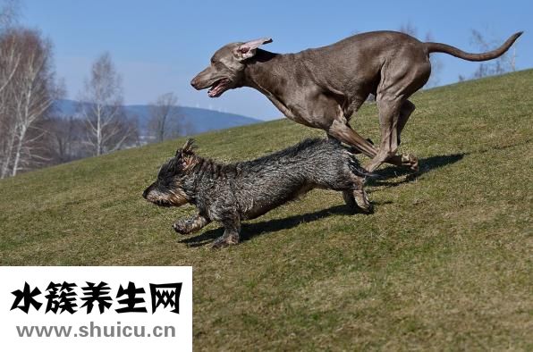 吃了生臘腸怎么辦