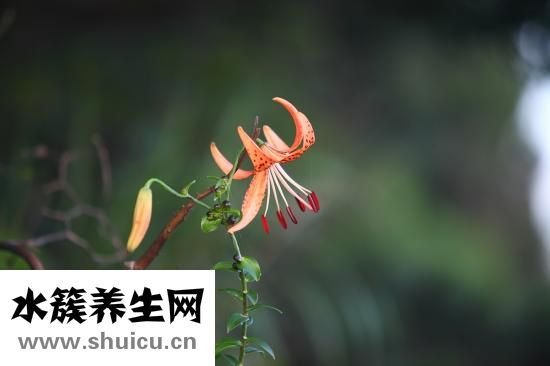 卷丹百合怎么得到的