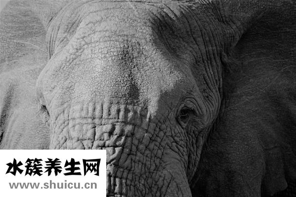 哺乳期證明怎么寫