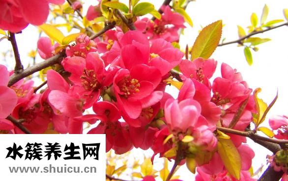 豐胸木瓜怎么做