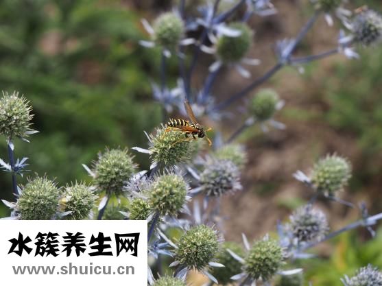 臥室里有蟲子怎么辦