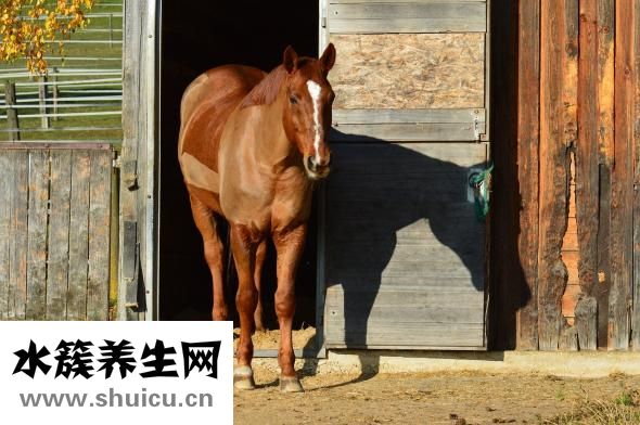 剃須刀怎么用啊