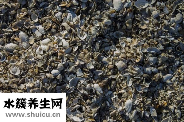 咸菜發軟了怎么辦