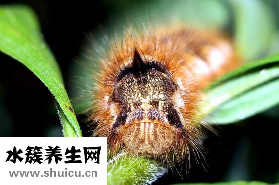 醫(yī)生取白帶怎么取的