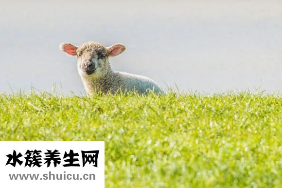 沖羊煞東怎么破