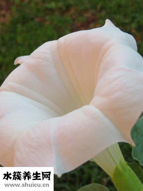 中藥太多怎么煎藥