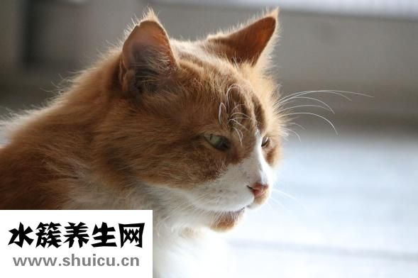 吊腳蜂咬了怎么辦