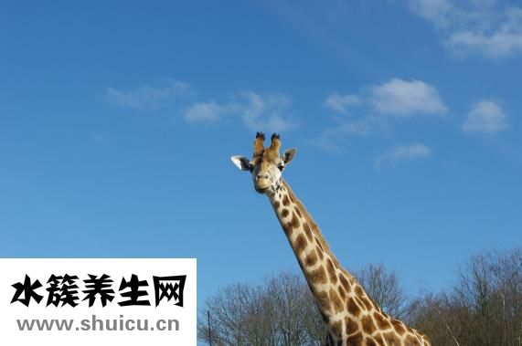 下巴不長胡子怎么辦