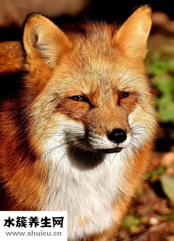 吊腳蜂咬了怎么辦