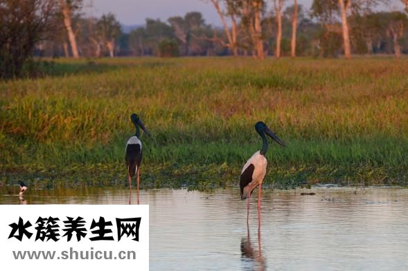 下巴不長胡子怎么辦