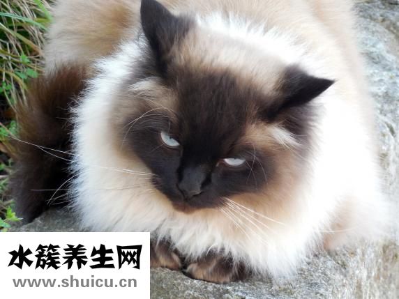 兒子蒼眼怎么形成