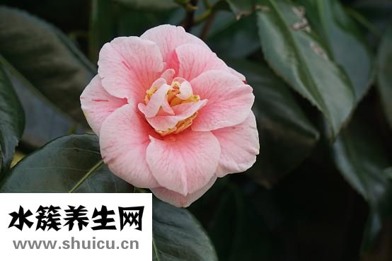 豐胸木瓜怎么做