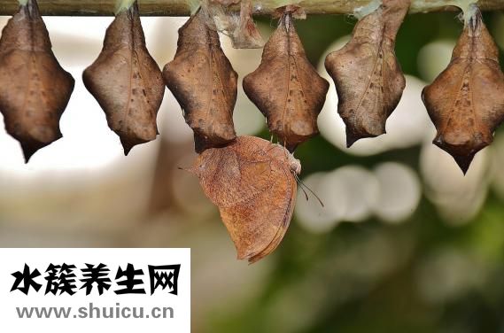 醫(yī)生取白帶怎么取的