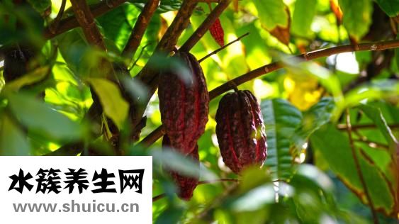 可可粉怎么沖泡