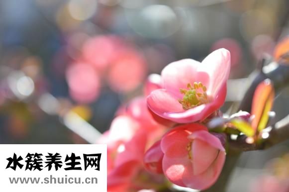 豐胸木瓜怎么做